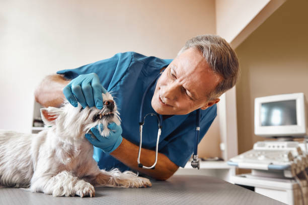 Best Emergency Dental Services for Seniors in Hollywood, FL